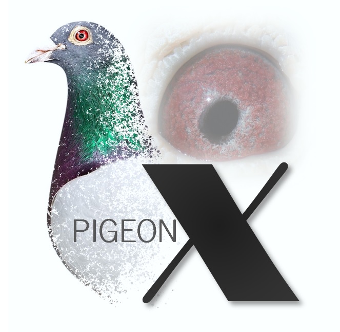 PigeonX Cover