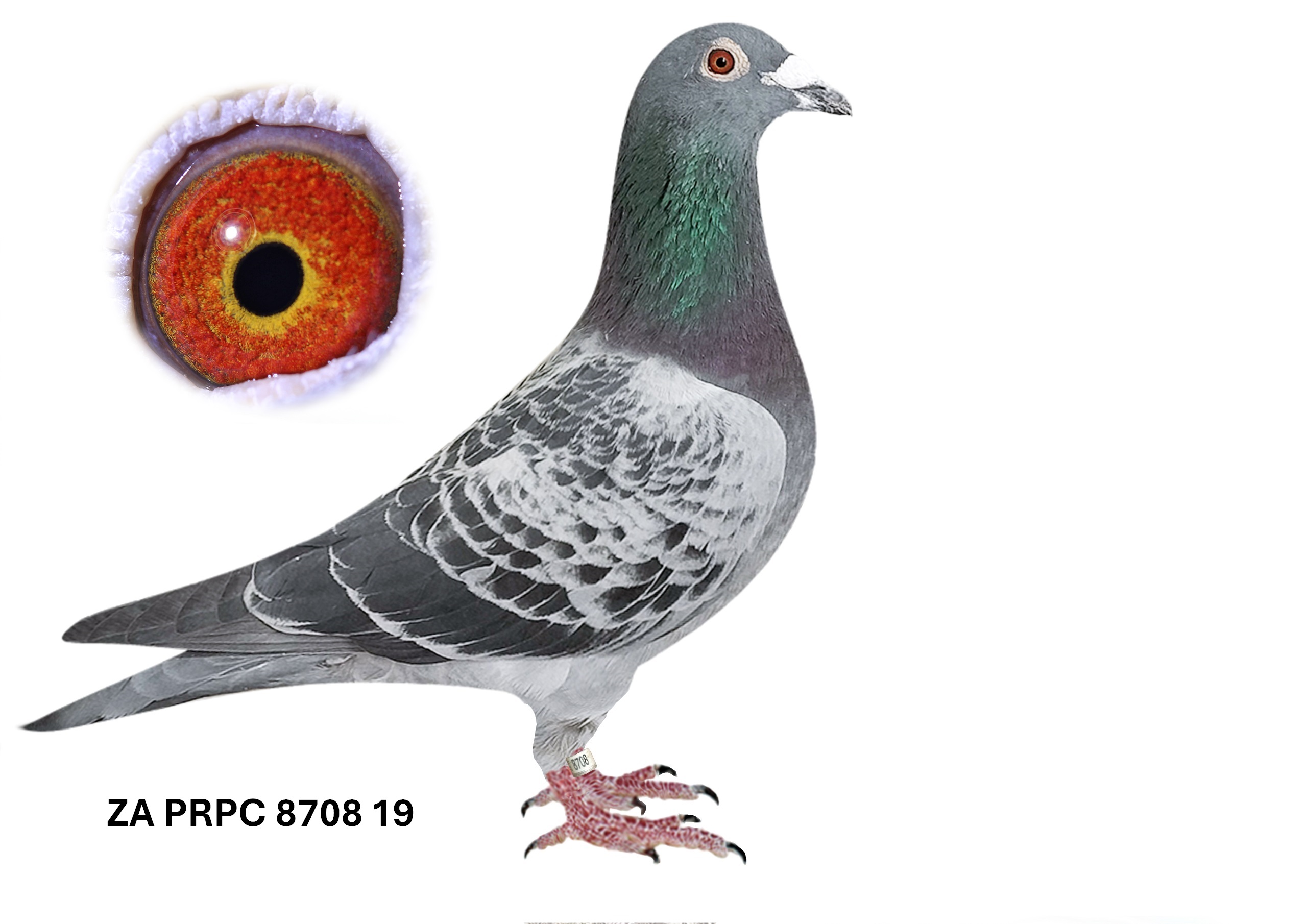 ZA-19-PRPC-8708