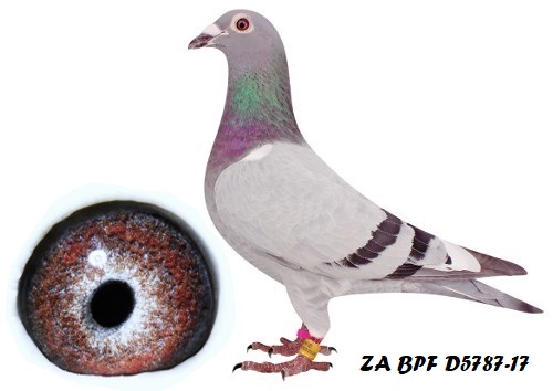 ZA BPF D 5787-17